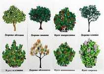 Все что нужно знать для создания деревьев из бисера Все что нужно знать для создания деревьев из бисера