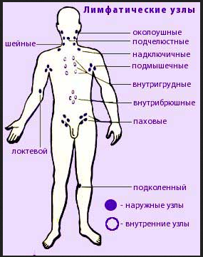 Лимфатические железы на теле Лимфатические железы на теле