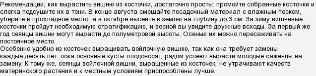 Как вырастить вишню из косточки в домашних условиях Как вырастить вишню из косточки в домашних условиях