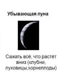 Что сажают на растущей луне 79