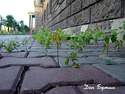 Чи є у вас улюблене фото, зроблене власними руками?