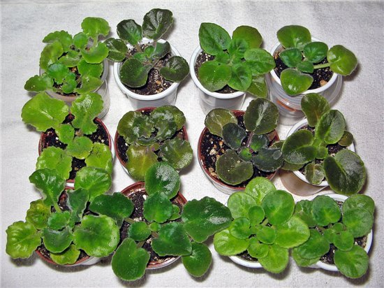 Проклюнувшие детки фиалок гниют. Фото деток фиалок. Детка фиалки. Мини фиалки детки. Детка сенполии.