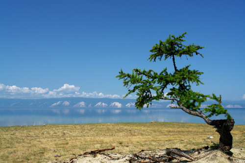 Деревья Байкала Фото