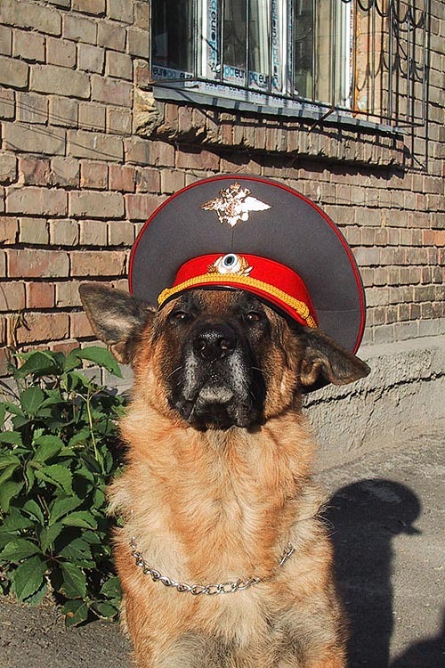 Найвідоміша собака?