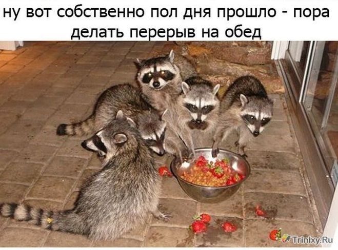 Чим харчується єнот?