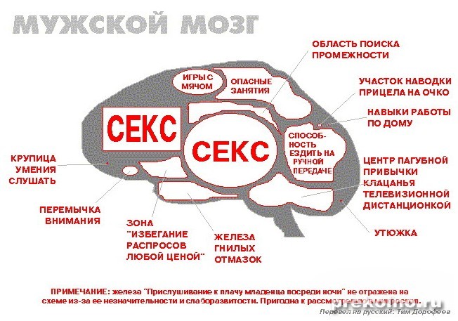 Як влаштований чоловічий мозок? Як влаштований жіночий мозок? Як влаштований чоловічий мозок? Як влаштований жіночий мозок?