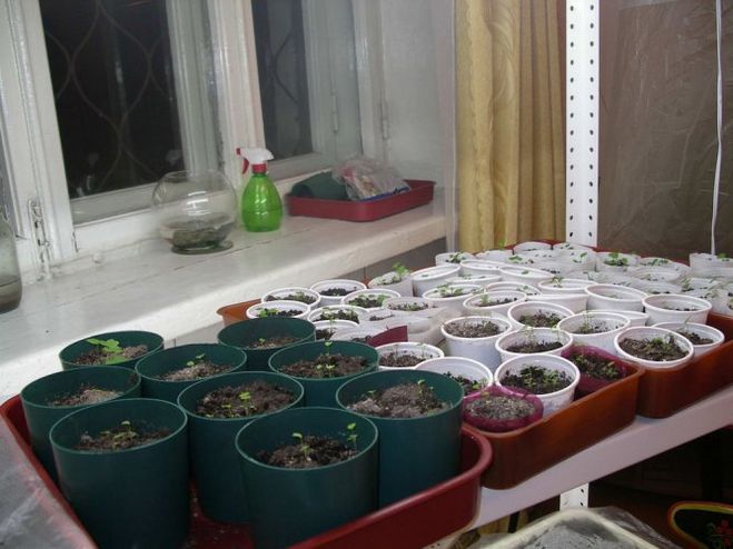 Коли сіяти, садити суницю на розсаду в 2015 році?