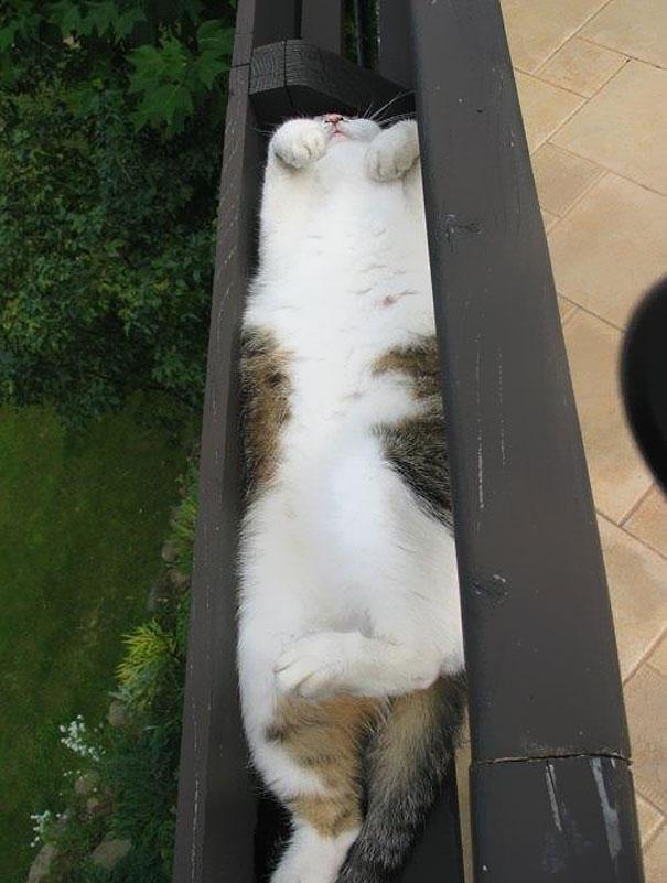 Коти - це рідина? Коти - це рідина?