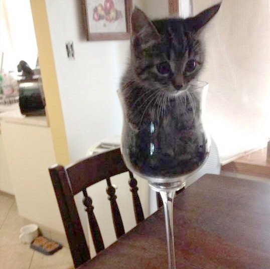 Коти - це рідина? Коти - це рідина?