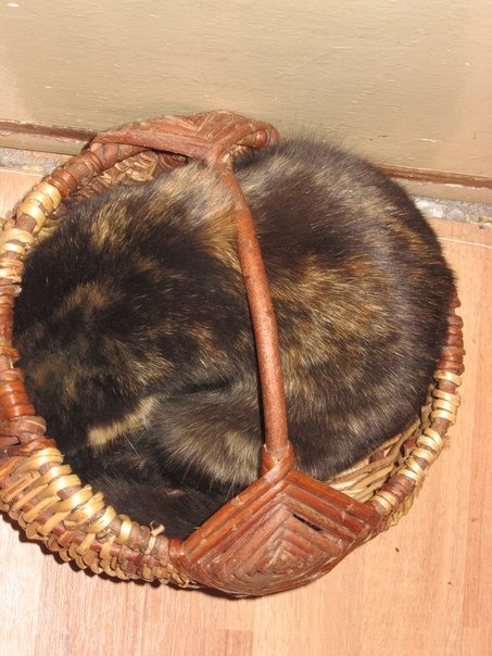 Коти - це рідина?
