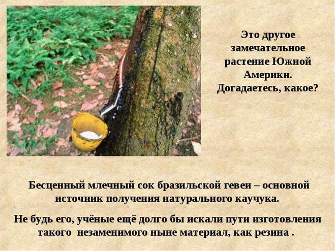 Які рослини і тварини живуть у Південній Америці?