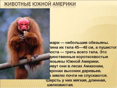 Які рослини і тварини живуть у Південній Америці?