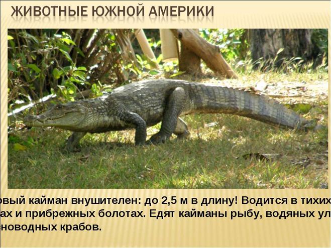 Які рослини і тварини живуть у Південній Америці?
