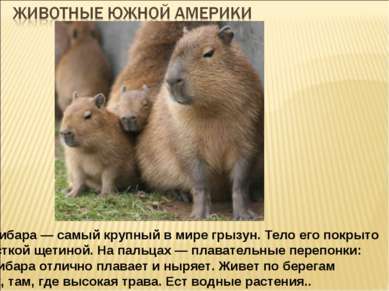 Які рослини і тварини живуть у Південній Америці?