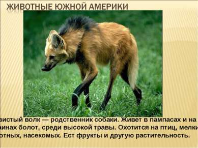 Які рослини і тварини живуть у Південній Америці?