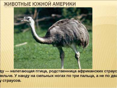 Які рослини і тварини живуть у Південній Америці?