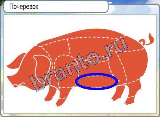 Де у свині почеревок, де на свинячий туше знаходиться почеревок?
