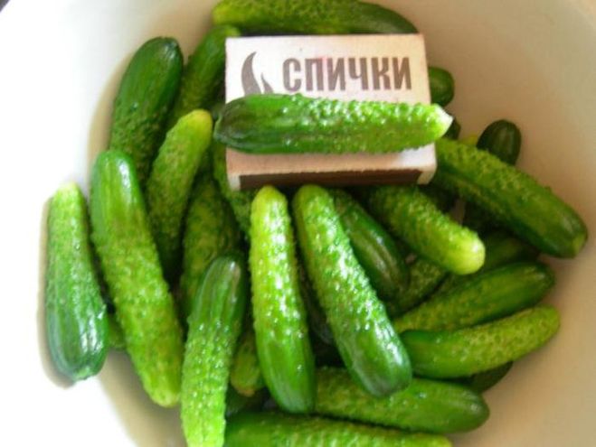 Плоди якого овоча називають корнішонами?