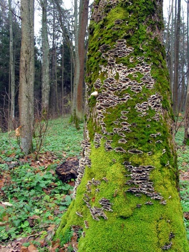 З якого боку зростає мох на дереві?