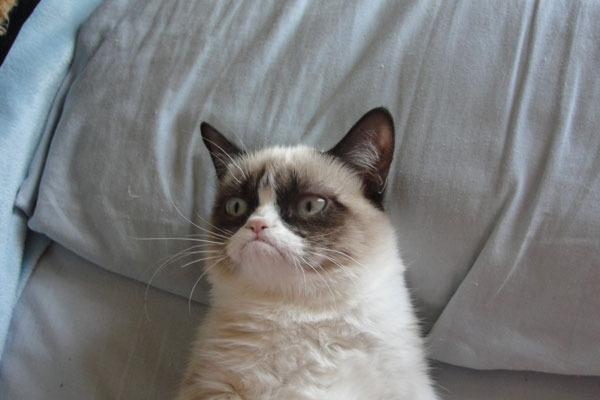 Хто такий Grumpy Cat? Чим він популярний?
