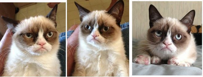 Хто такий Grumpy Cat? Чим він популярний?