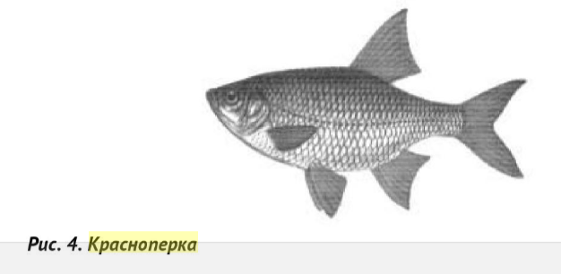 Чим відрізняється плотва від красноперки?