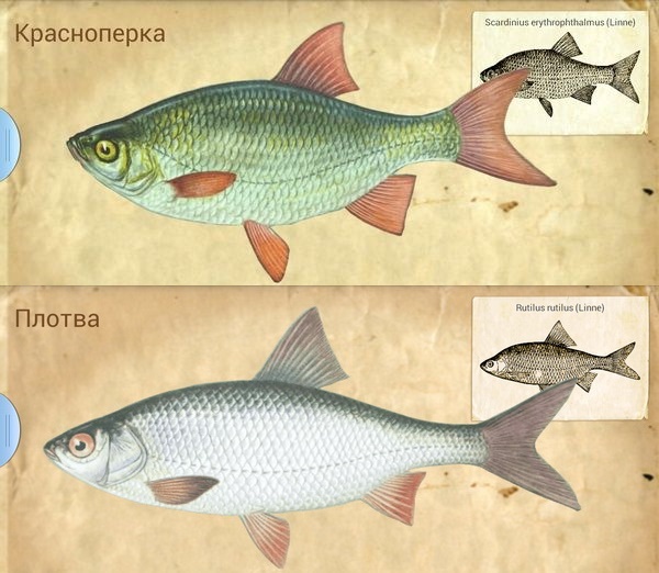 Чим відрізняється плотва від красноперки?