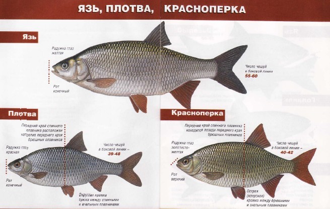 Чим відрізняється плотва від красноперки?