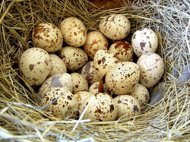 Яка птах несе різнокольорові яйця?
