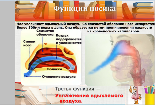 САХАРИНОВЫЙ тест функция носа.