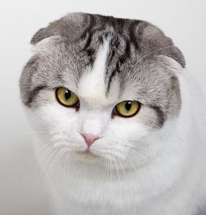 Який характер у котів шотландської породи?