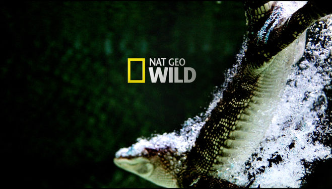 Як вам канал NAT GEO WILD? Як вам канал NAT GEO WILD?