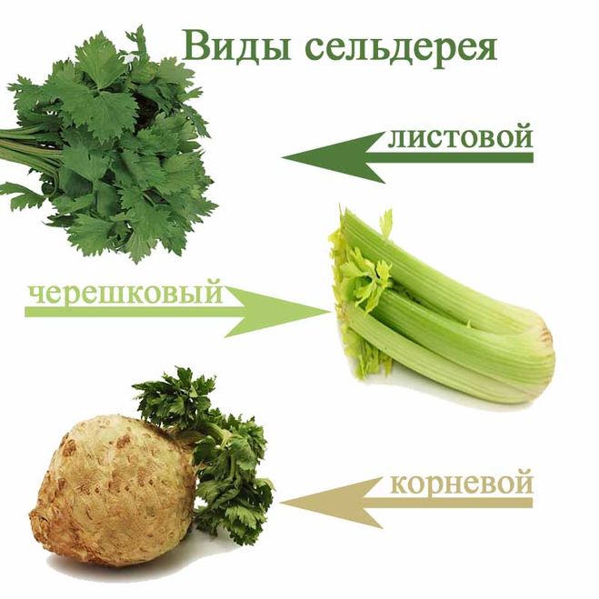Що таке селера?