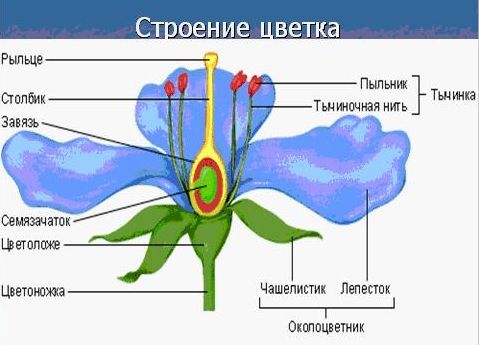Які особливості будови квітки?