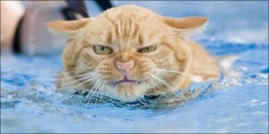 Чому коти бояться води?