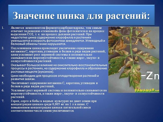 Які ознаки нестачі цинку в харчуванні рослини? Чим полити?