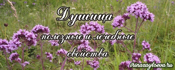 Як і для чого використовувати материнку в народній медицині? Як і для чого використовувати материнку в народній медицині?
