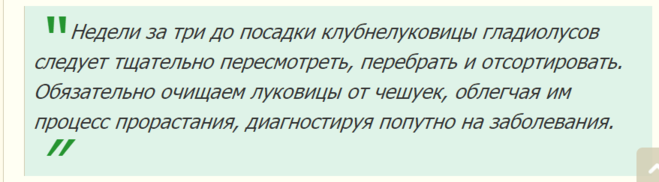 Коли садити гладіолуси в 2016 році, сприятливі дні?