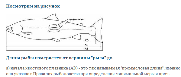 Как замерить длину рыбы. Промысловый размер рыбы. Правильное измерение длины рыбы. Схема измерения рыбы.
