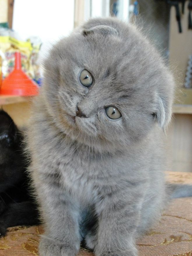 Котята Вислоухие Шотландские Цена На Авито Фото
