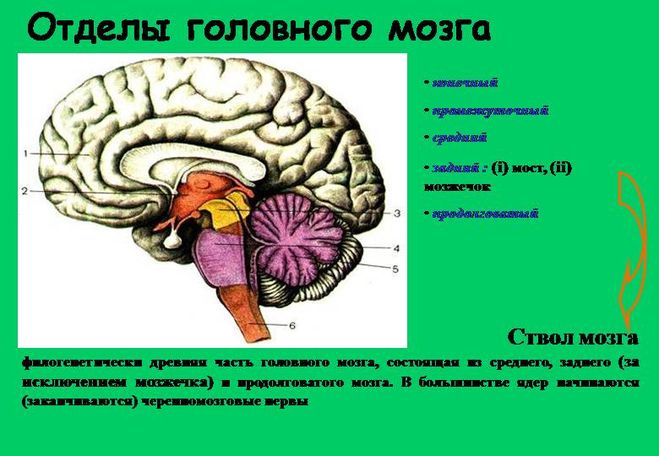 Задний отдел головного мозга состоит. Отделы головного мозга. Пять отделов головного мозга. Отделы головного мозга 8 класс. Головной мозг стволовой отдел головного.