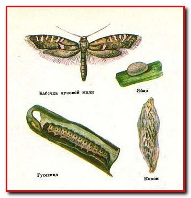 Як знищити лушпиння моль без хімії?