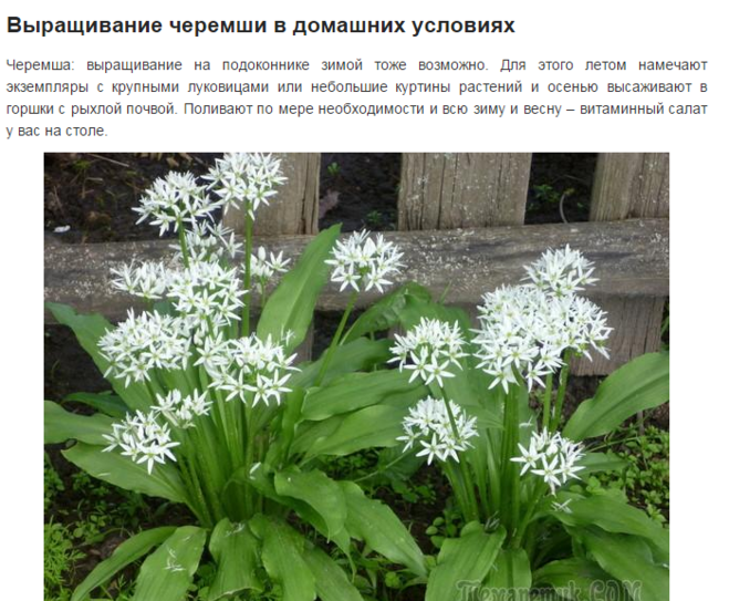Як правильно обрізати черемшу?