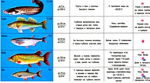 Місячний календар рибалки на 2016 рік. Де завантажити?