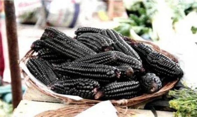 Як вирощувати синій сорт кукурудзи?