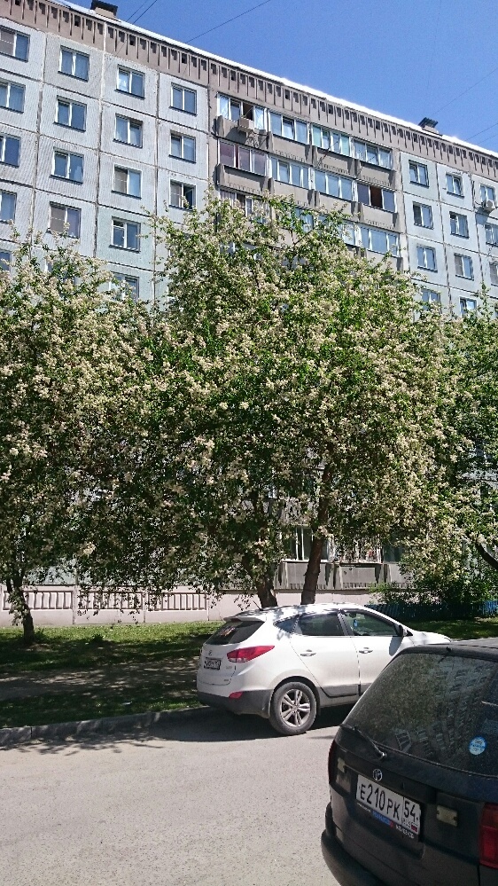 Яке це дерево? Яке це дерево?