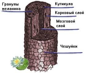 Маска для волосся наноситься на чисті або брудні волосся?