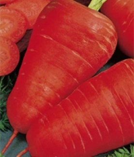 Морковь Каротель Семена Купить