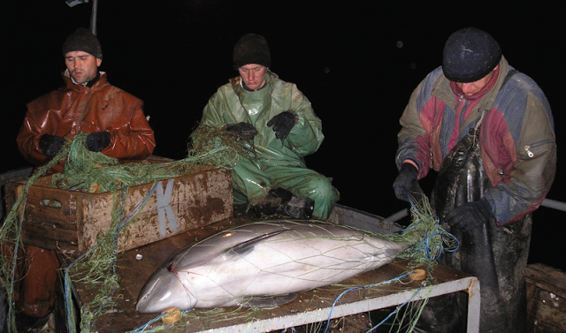Де в Азовському морі водяться азовські дельфіни?