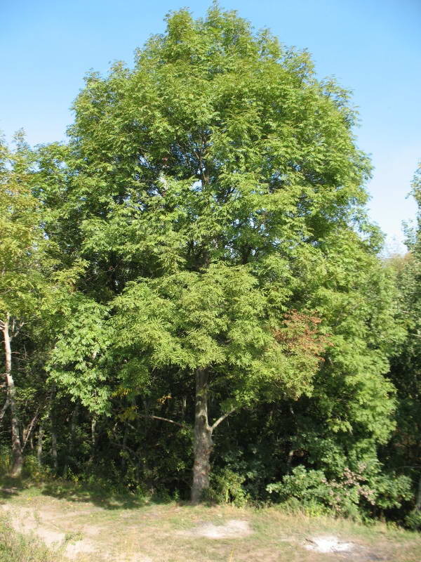 Деревья псковской области фото с названиями